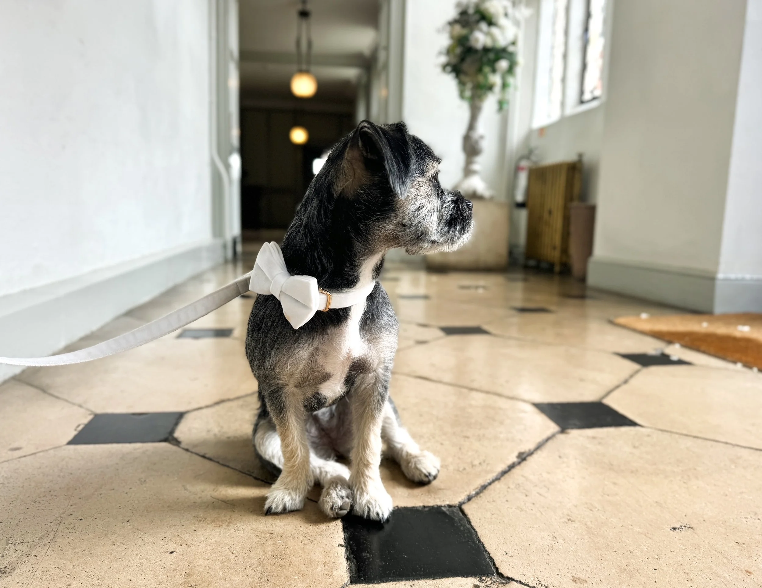 A small dog with a white bow tie on its collar sitting on a beige and black tiled floor in an indoor space, looking to the right.