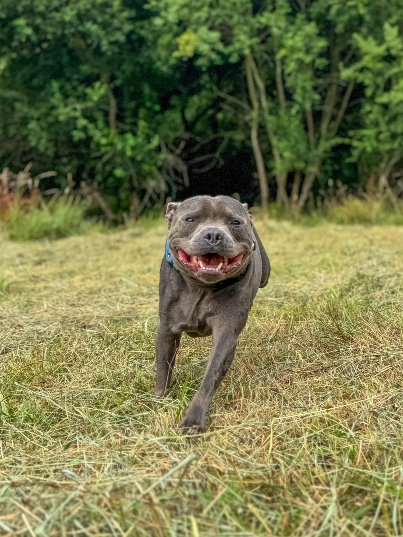 A happy grey staffy running towards the camera outdoors on a grassy field with trees in the background.