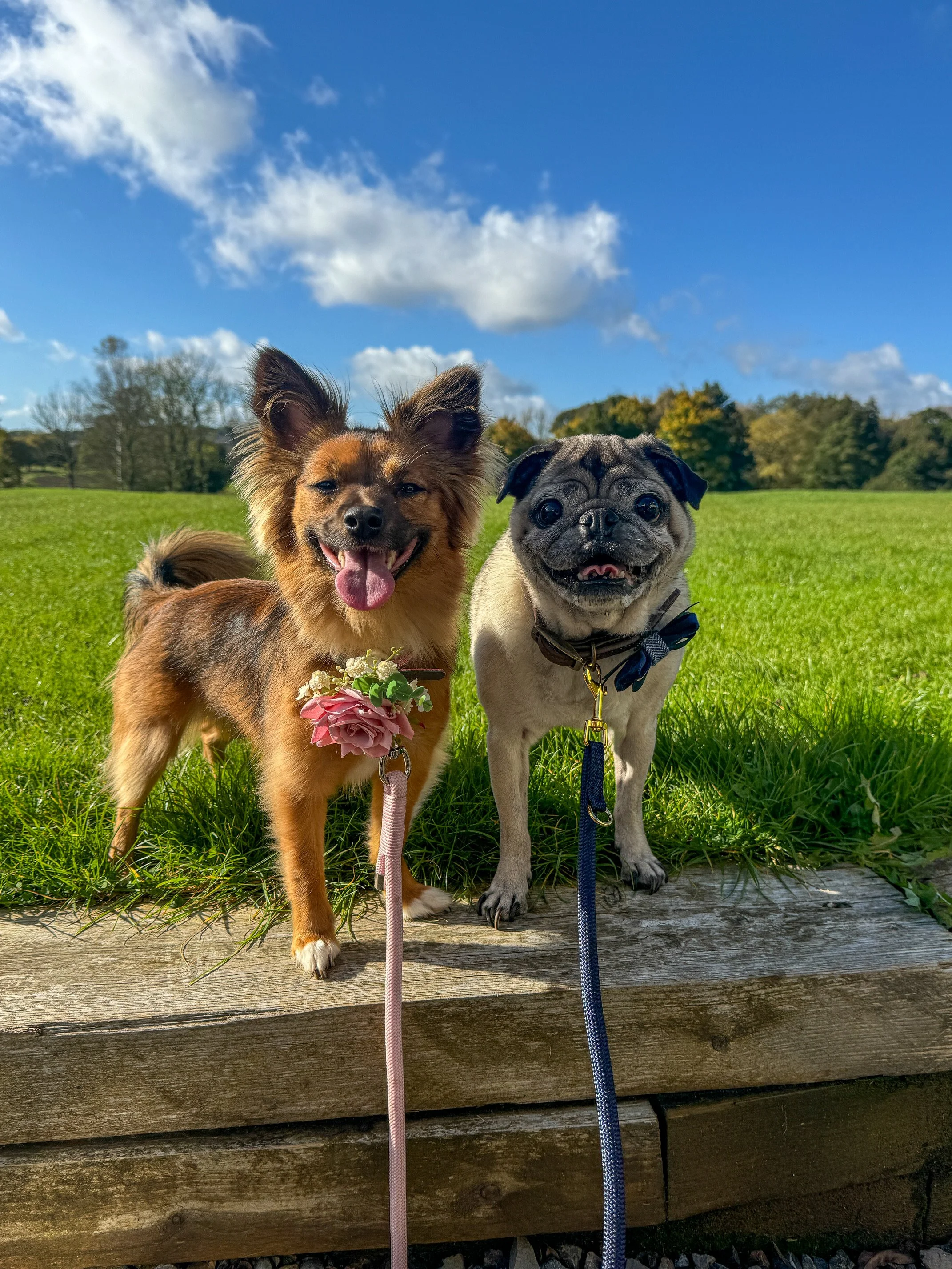 Two dogs, a brown fluffy dog wearing a pink flower collar and a pug with a blue bowtie, standing on a wooden edge of a grassy park under a blue sky with white clouds.