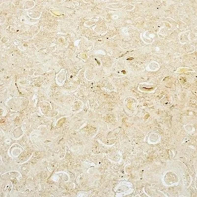 Atlantic Shell Stone