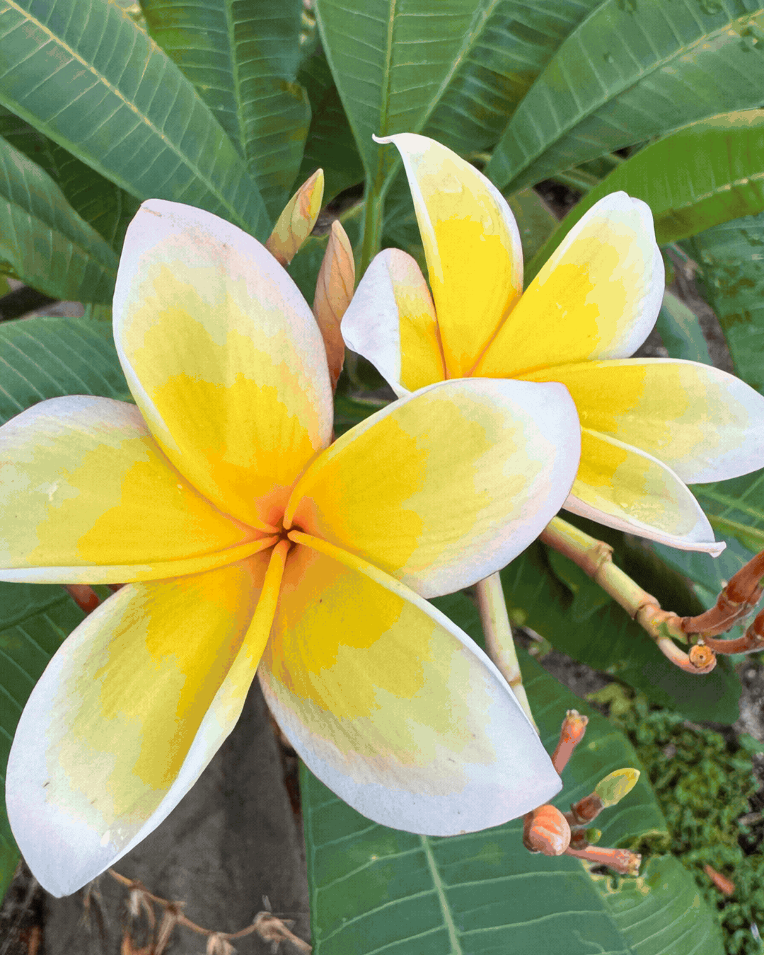 gif of plumeria, beachscape, a flan, and half of a papaya.