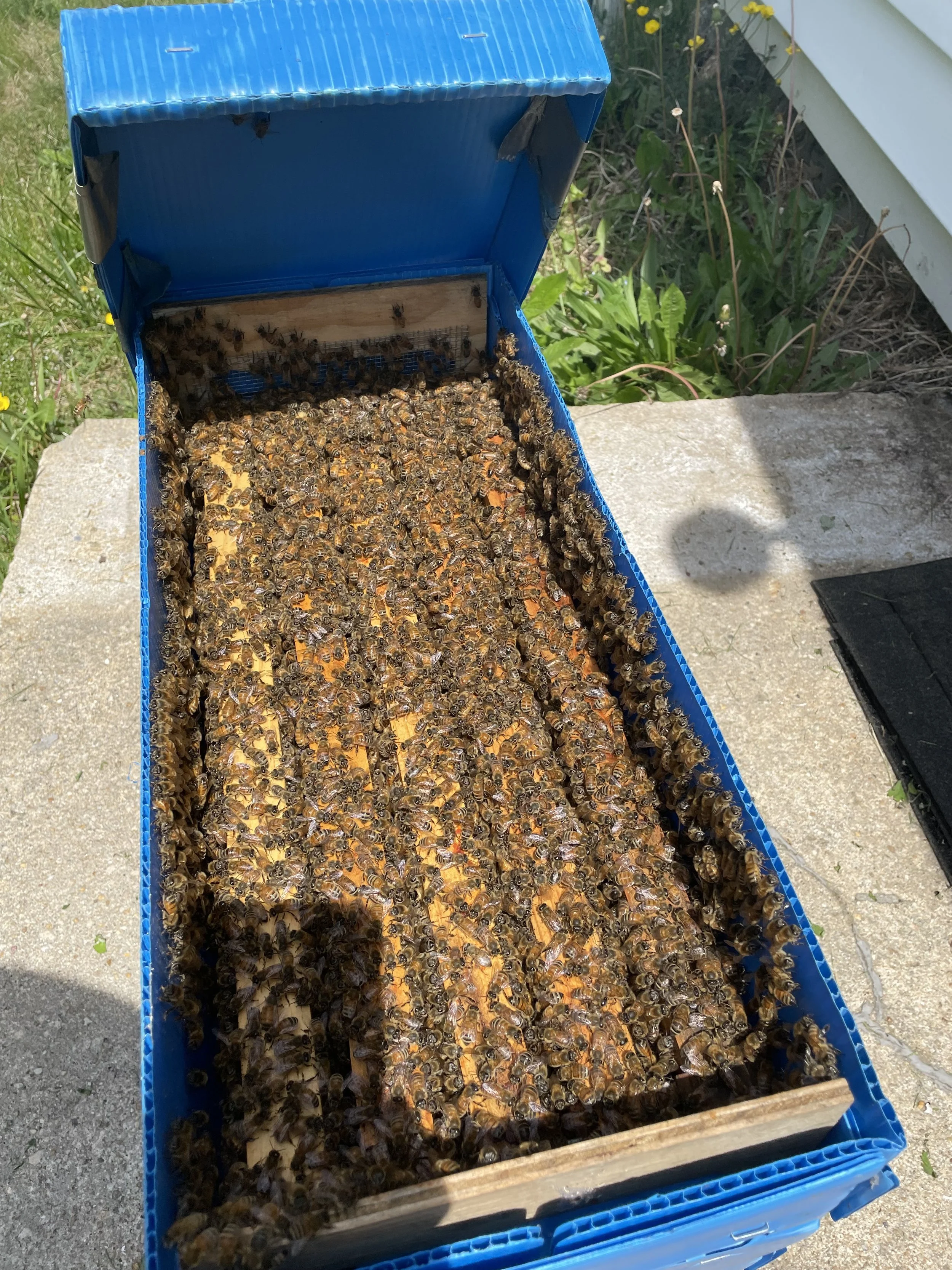 Purebred Russian Nuc