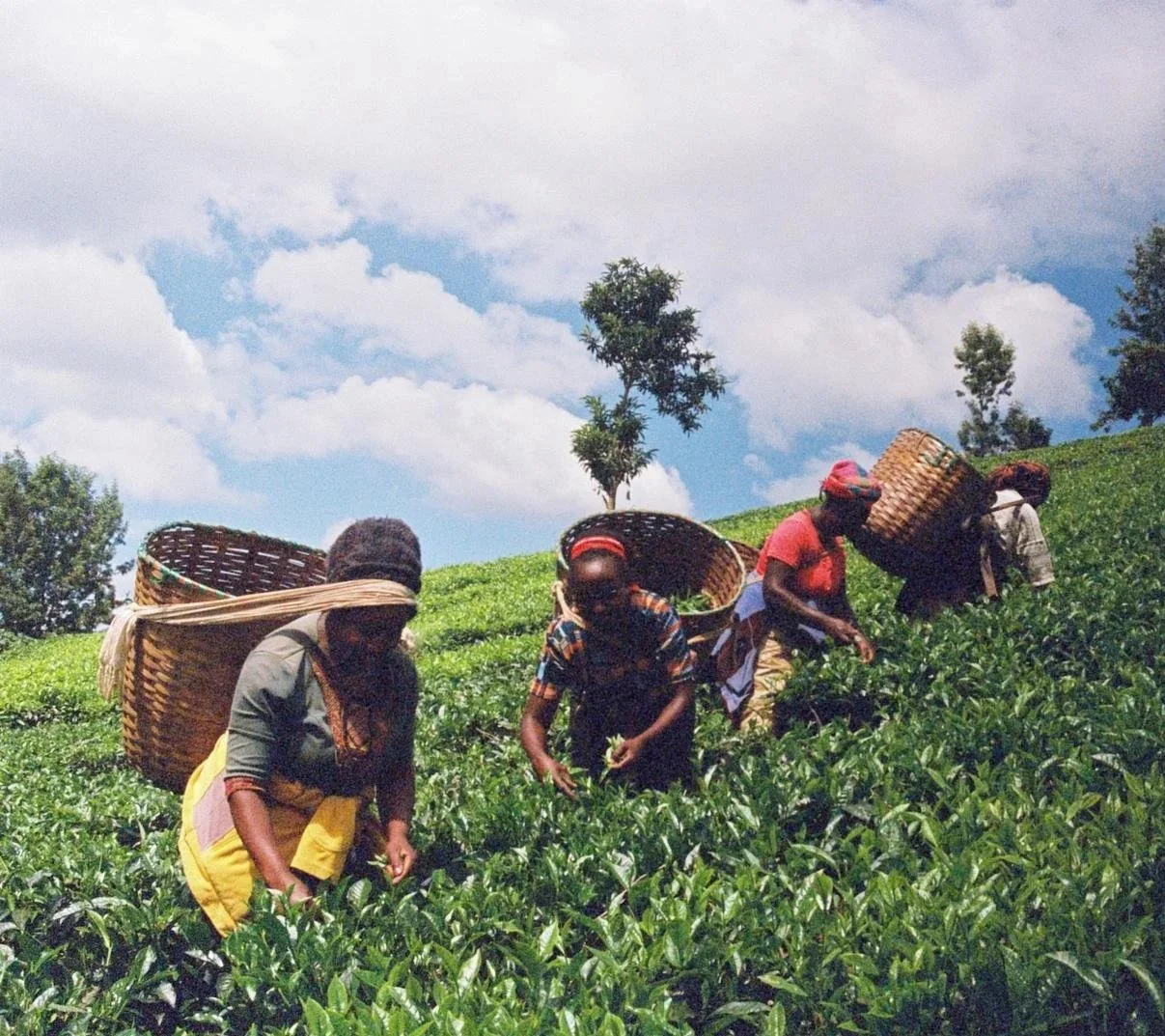 Limuru, Kenya. December 2023