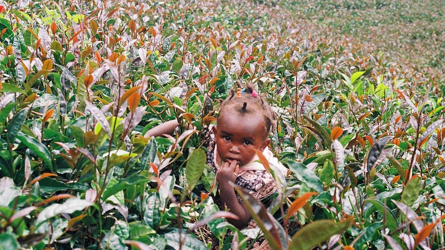 Gatanga. December 2023