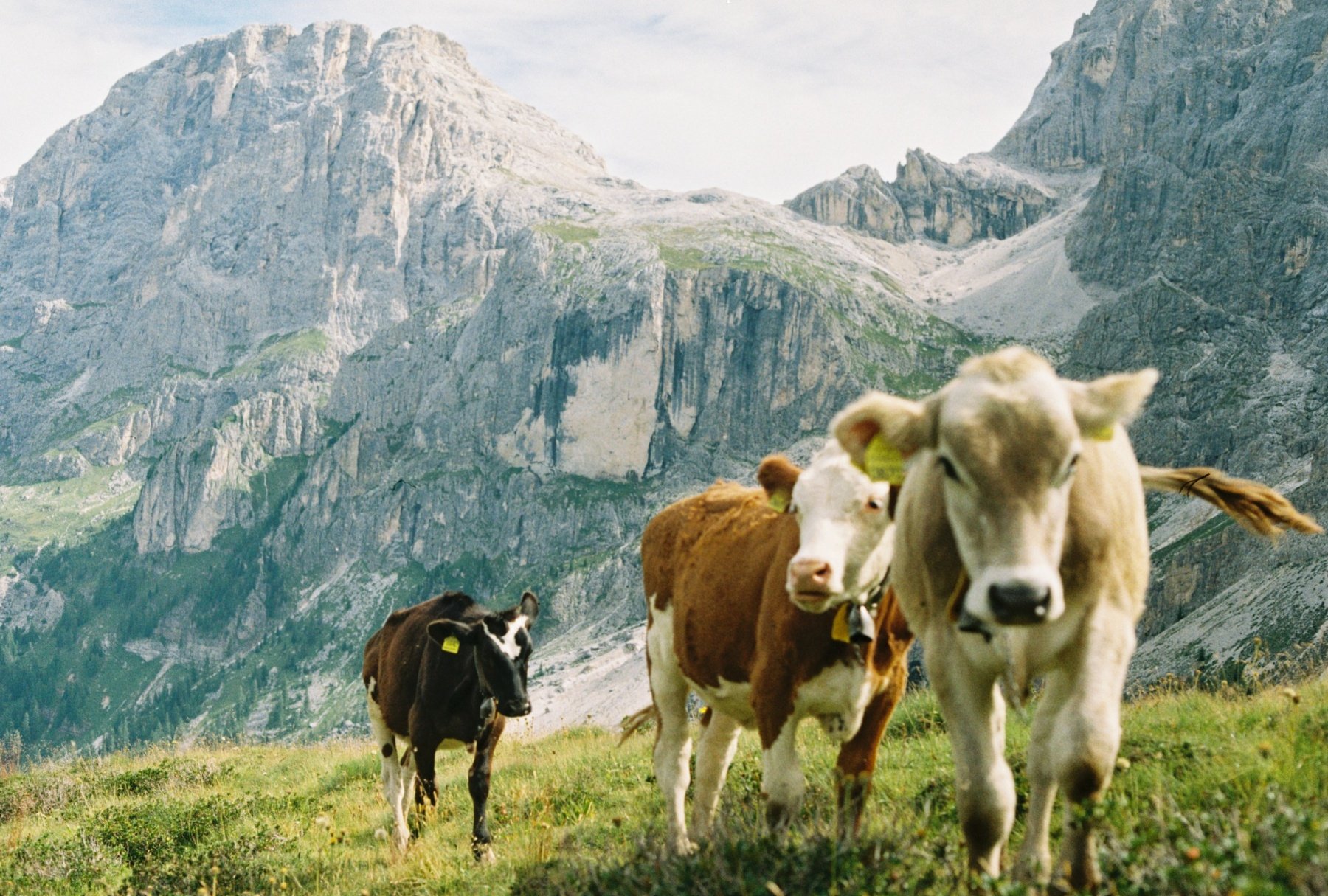 Northern Italy. August 2020