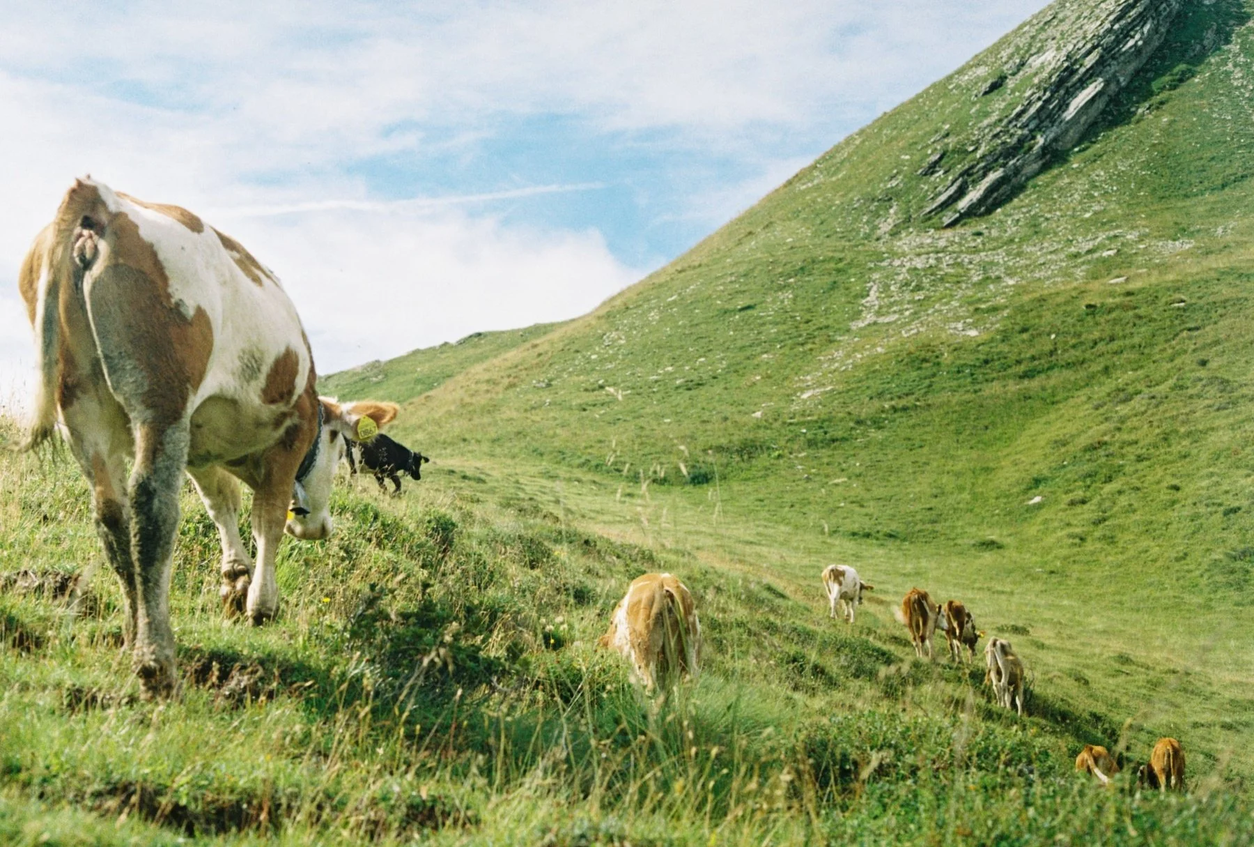 Northern Italy. August 2020