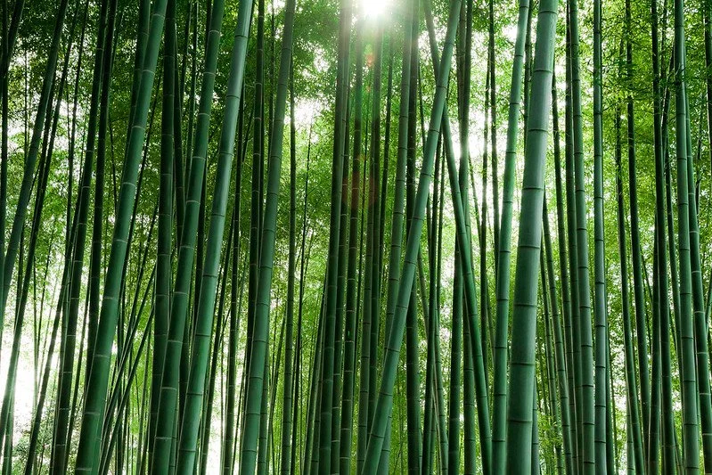Dense bamboo forest with sunlight filtering through the tall green stalks.