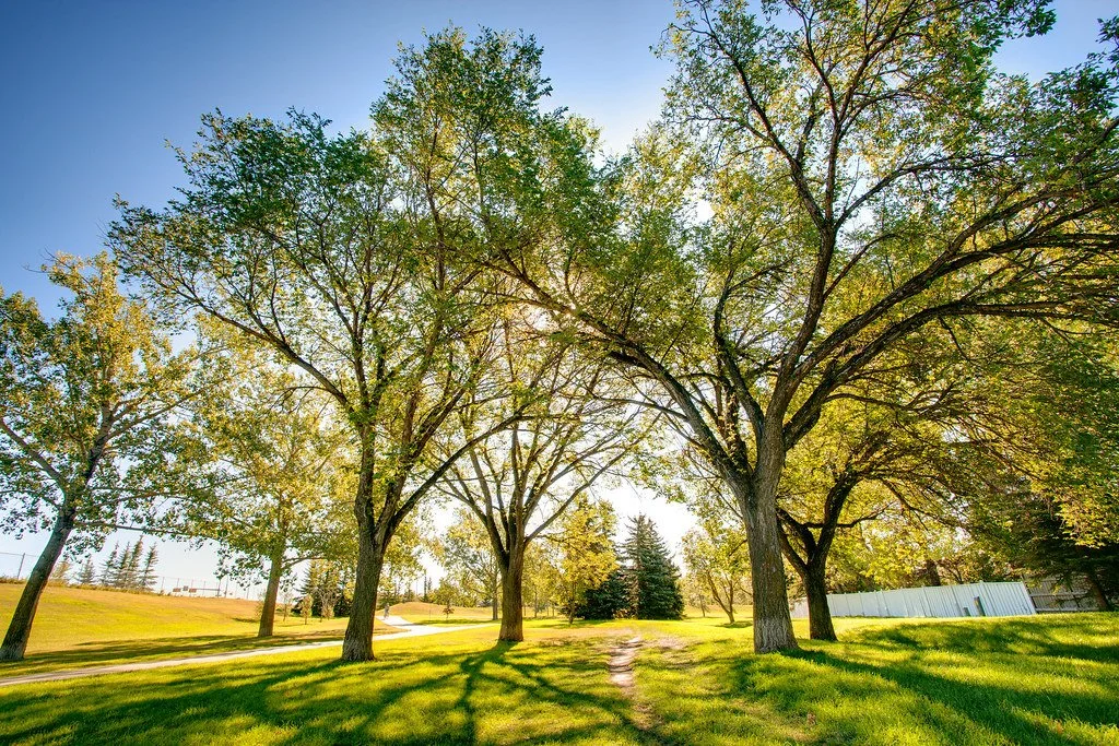Sunlit grassy park with tall leafy trees and a winding path