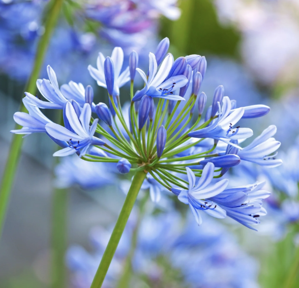 Agapanthus africanus ‘Blue’ (Lily of the Nile)