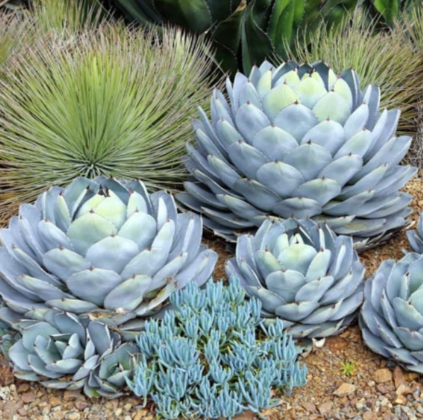 Agave parryi var. truncata (Artichoke Agave)