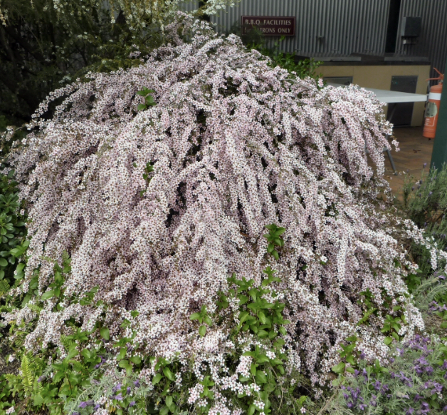 Leptospermum scoparium ‘Cascade Pink’
