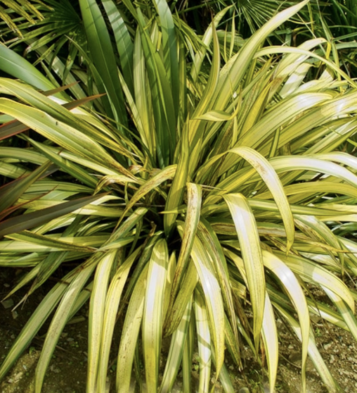 Phormium ‘Yellow Wave’