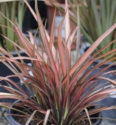 Phormium ‘Pink Panther’