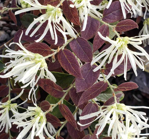 Loropetalum chinense ‘Ruby Snow’ (Fringe Flower)