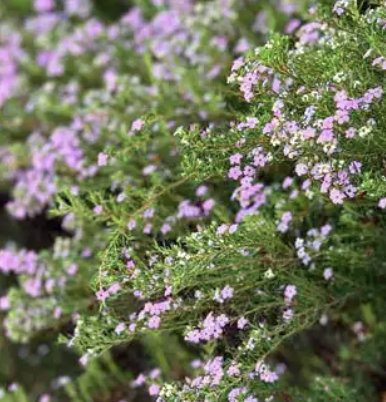 Coleonema pulchellum ‘Compacta’ (Breath of Heaven)