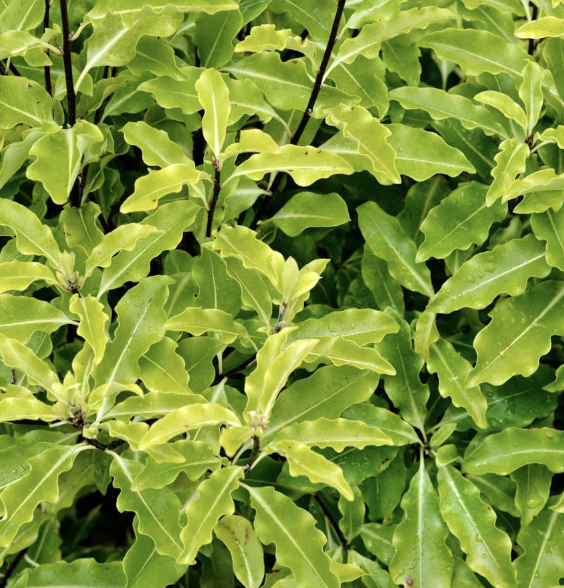 Pittosporum eugenioides (Lemonwood)