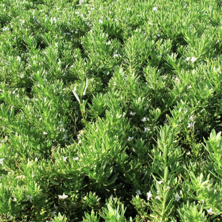 Myoporum P. ‘Putah Creek’ (Creeping Myoporum)
