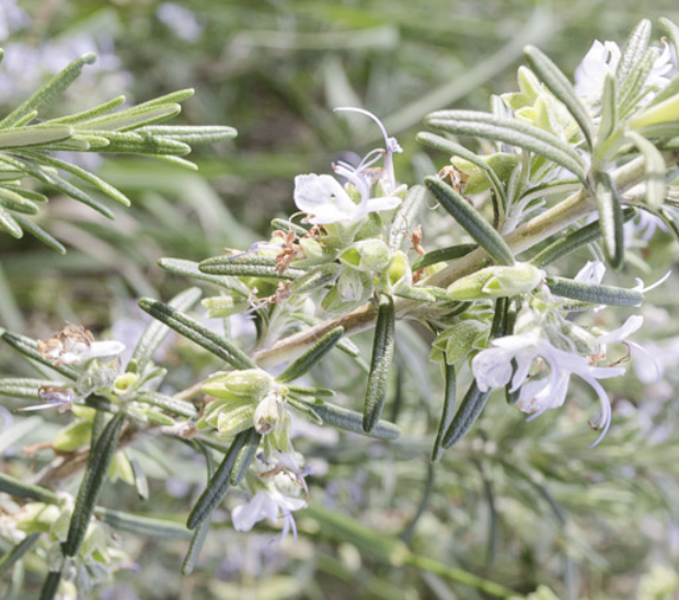 Rosmarinus officinalis ‘Albus’ (White Rosemary)