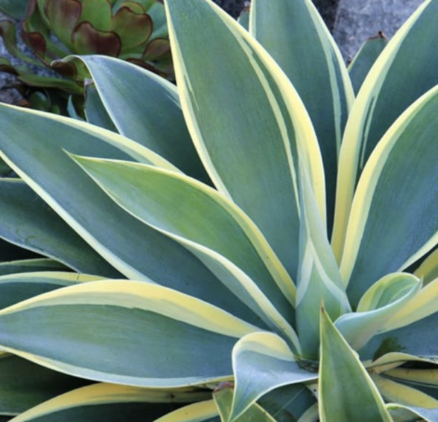 Agave attenuata ‘Ray of Light’