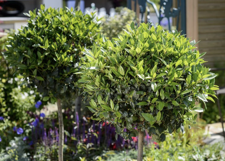 Laurus nobilis (Bay Laurel)