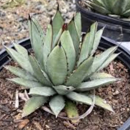 Agave ‘Blue Emperor’