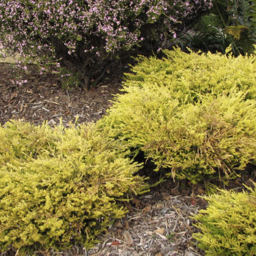 Coleonema pulchellum ‘Sunset Gold’ (Breath of Heaven)