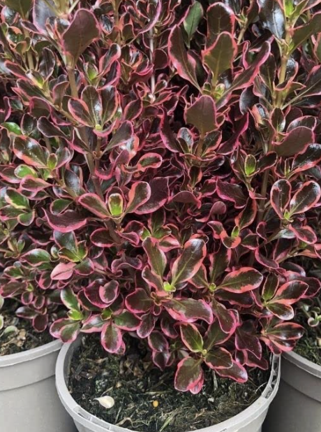 Coprosma ‘Eclipse’ (Mirror Bush)