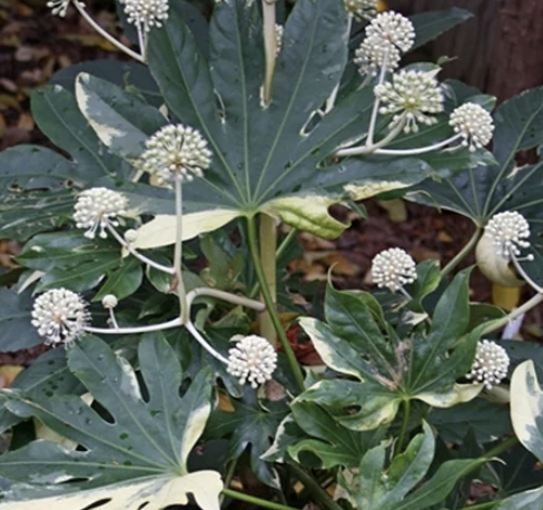 Fatsia japonica ‘Variegata’ (Japanese Aralia)