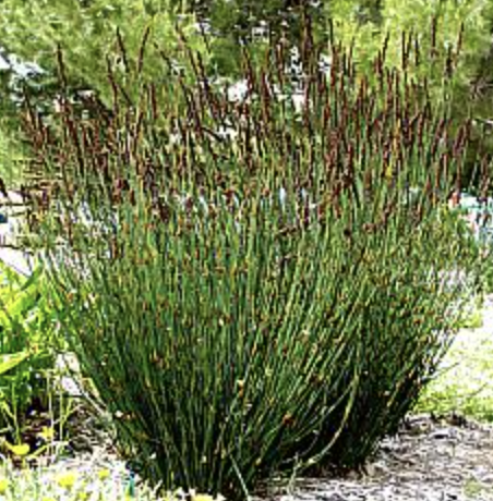 Chondropetalum elephantinum (Cape Rush)