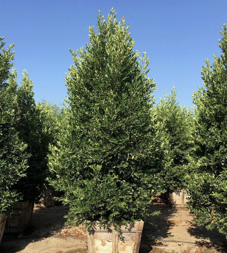 Prunus caroliniana ‘Compacta’ (Carolina Cherry Laurel)