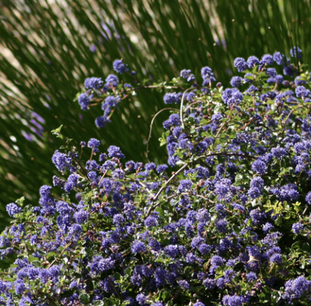 Ceanothus ‘Centennial’ (California Lilac)