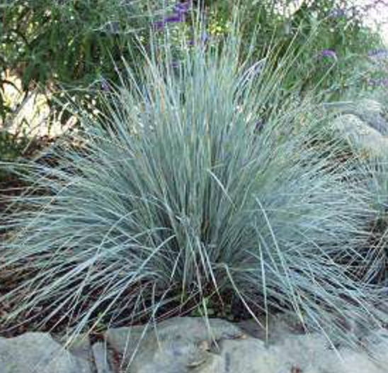 Helictotrichon sempervirens (Blue Oat Grass)