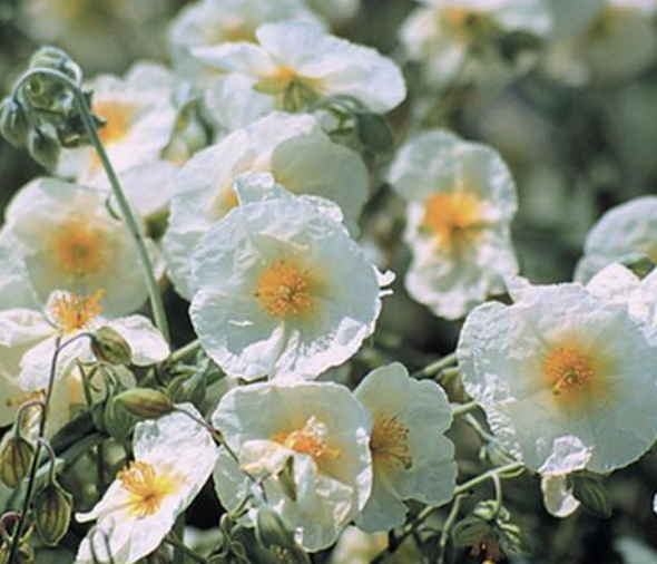Helianthemum ‘The Bride’ (Rock Rose)
