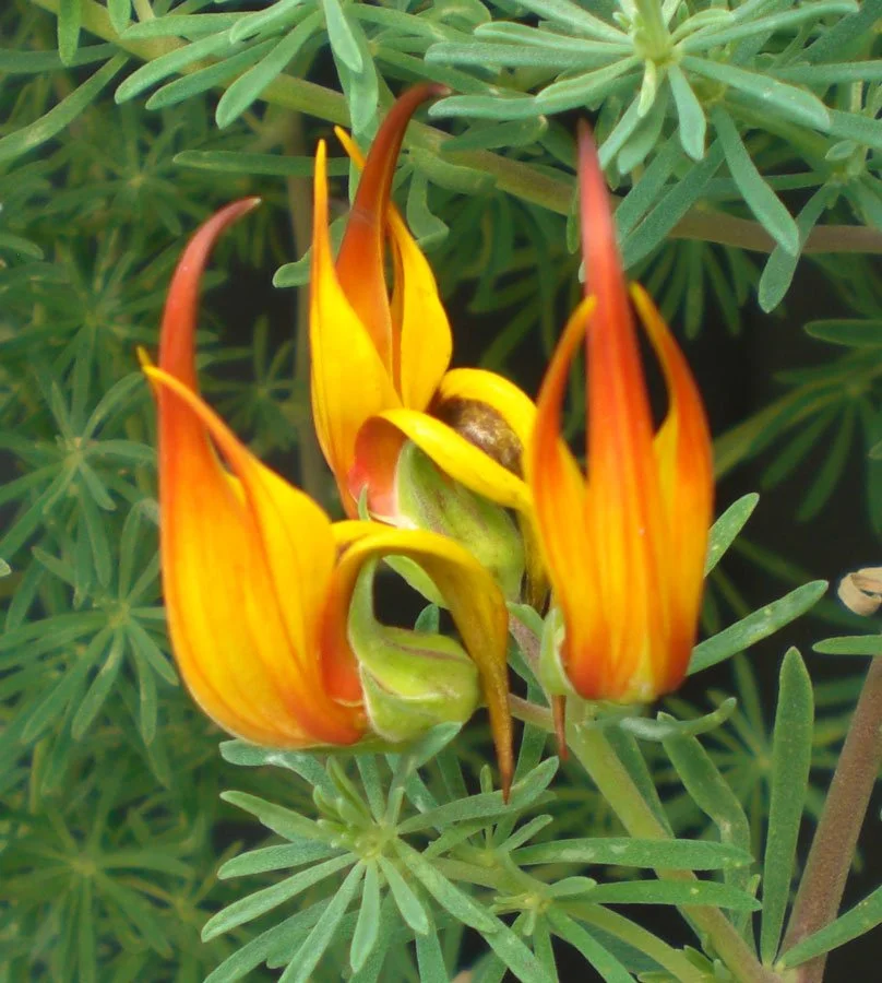Lotus M. ‘Gold Flash’
