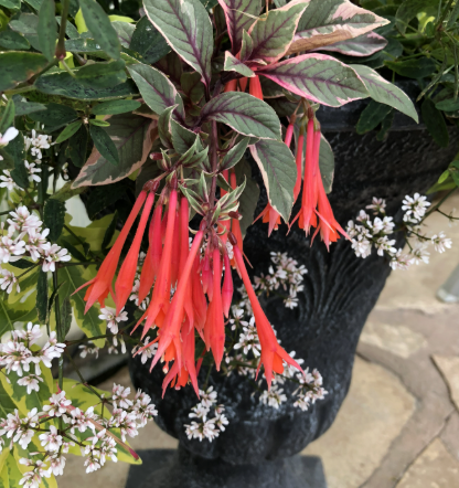 Fuchsia ‘Firecracker’