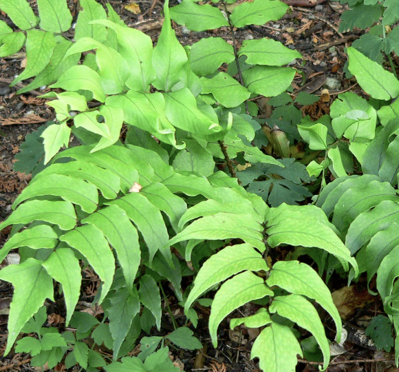 Cyrtomium falcatum (Fortune’s Holly Fern)