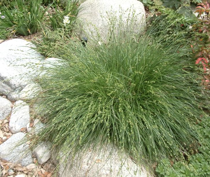 Carex Pansa (California Meadow Sedge)