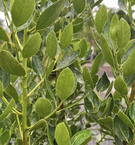 Rhamnus alaternus ‘John Edwards’ (Standard)