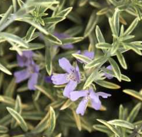 Westringia fruticosa ‘Wynyabbie Highlight'