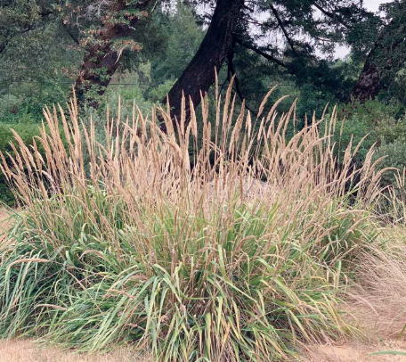 Calamagrostis Foliosa (Pacific Reedgrass)