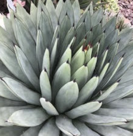 Agave ‘Blue Emperor’