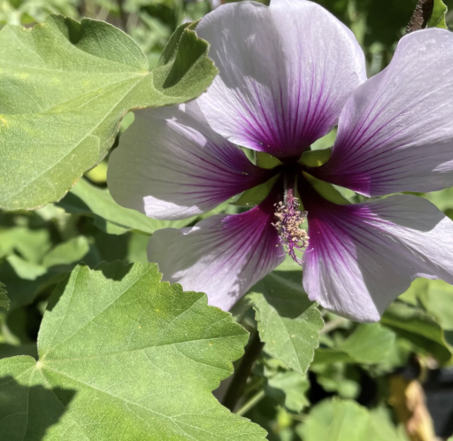 Lavatera ‘Bicolor’ (Tree Mallow)