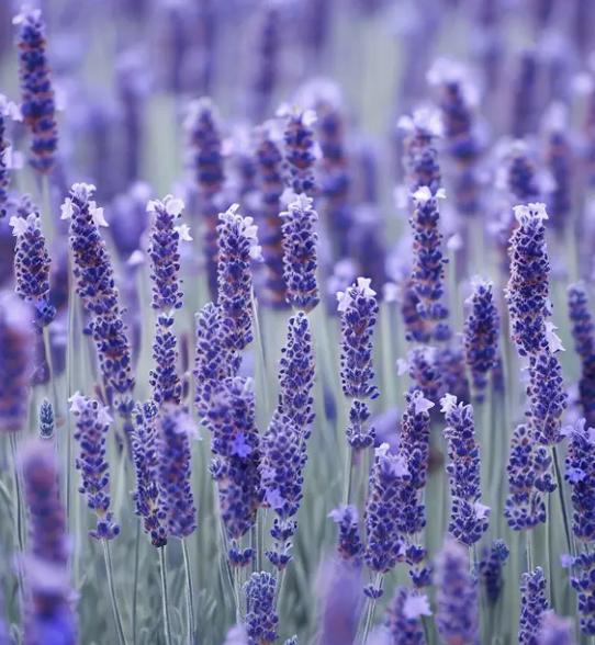 Lavandula Angustifolia (English Lavender)
