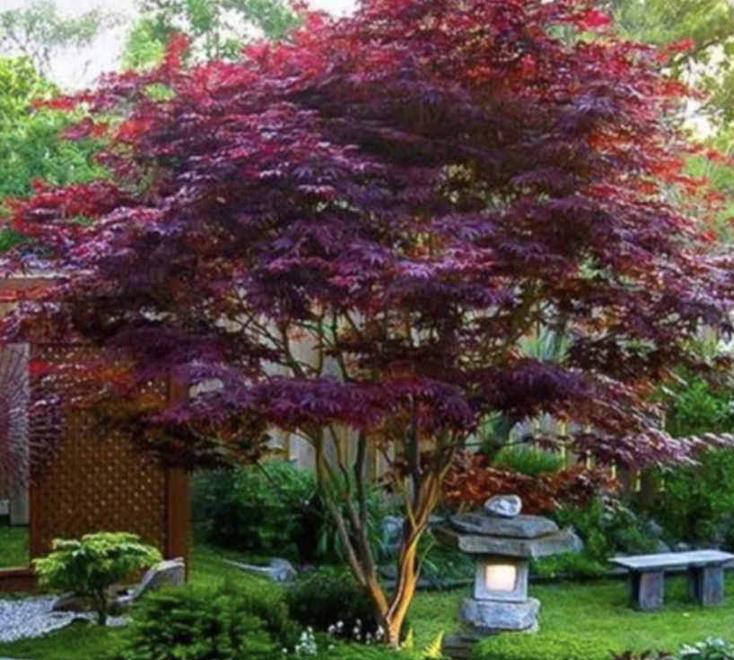 Acer palmatum ‘Bloodgood’ (Japanese Maple)
