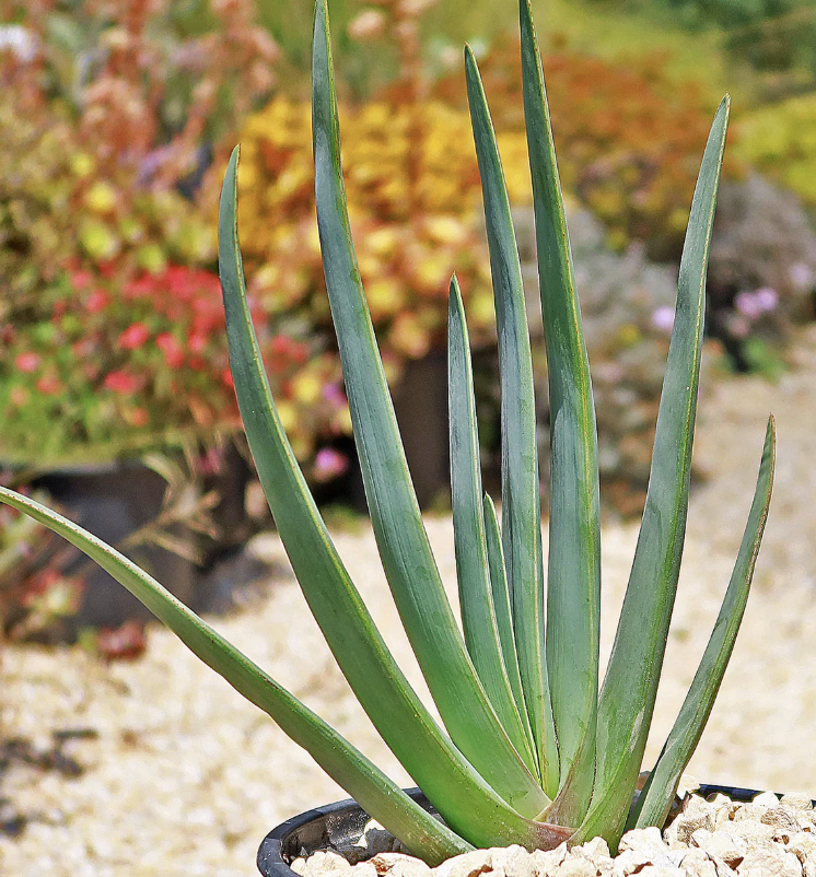 Aloe plicatilis (Fan Aloe)