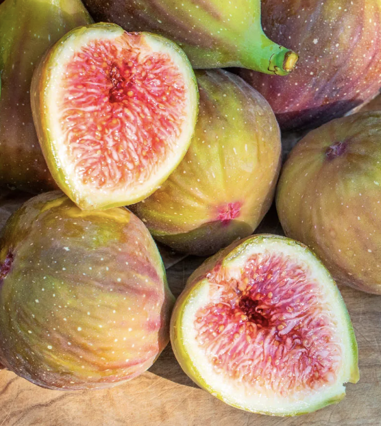 Ficus carica ‘Flanders’