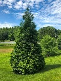 Thuja ‘Green Giant’ (Arborvitae)