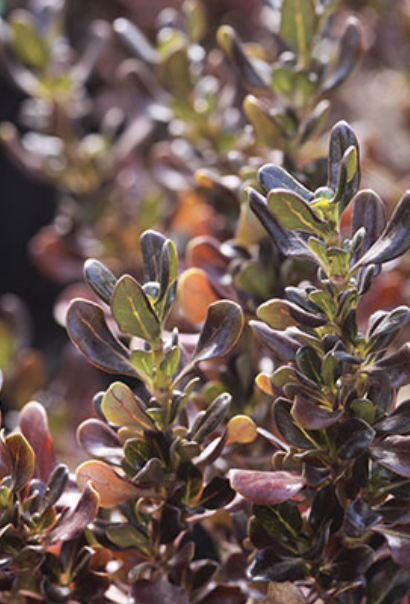 Coprosma ‘Pacific Night’ (Mirror Bush)