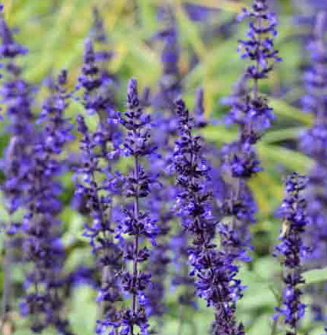 Salvia ‘Mystic Spires Blue’