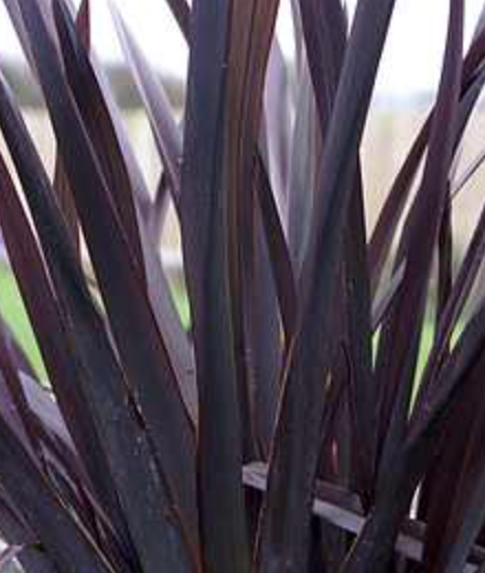 Phormium ‘Black Adder’ (New Zealand Flax)
